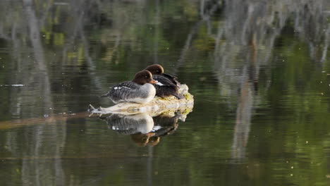 barrow's goldeneye duck couple resting on rock in lake with mirrored reflection