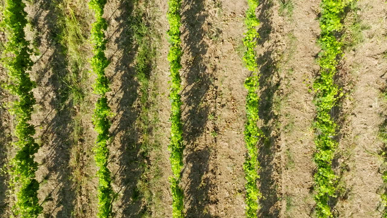 Aerial overhead shot over green, grapevine plants, sunny, summer day in Tuscany