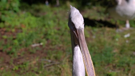 close up of menacing looking pelican outdoor