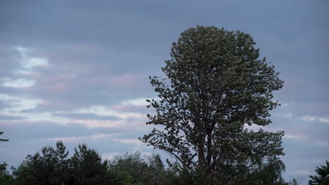 árboles balanceándose en el viento contra el cielo nublado en rozewie, polonia - tiro de ángulo bajo