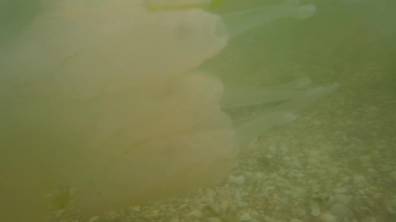 Jellyfish underwater at sea. Species of jellyfish Rhizostoma pulmo.