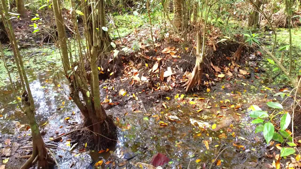 Inquadratura statica di una foresta palustre tropicale caratterizzata da ginocchia di cipresso e radici a contrafforte in acqua scura e poco profonda. Il terreno è coperto da foglie autunnali cadute e da una vegetazione verde lussureggiante.