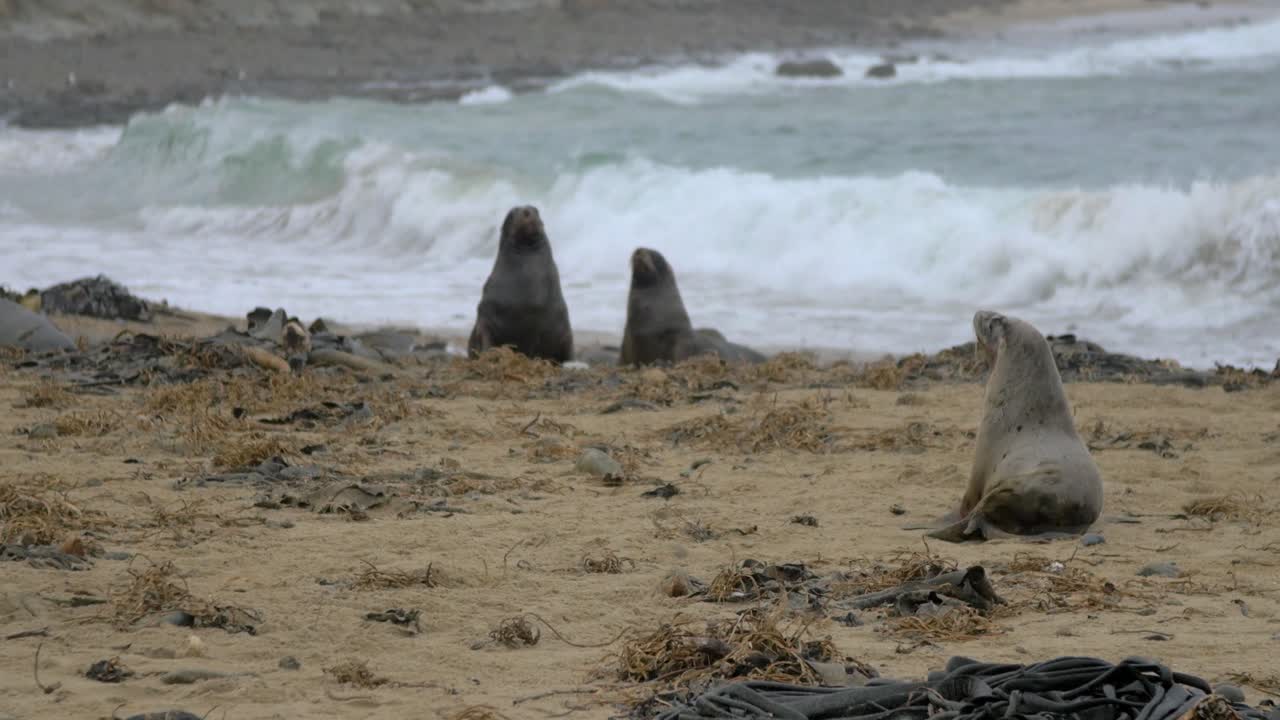 Fur Seal Watching A Pair Of Sea Lions Sitting Near The Shore - Medium Shot
