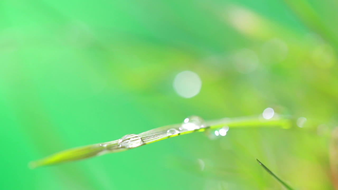 дождь на траве