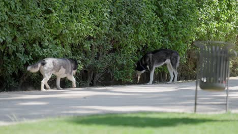 two big dogs without leash exploring the bushes in the park