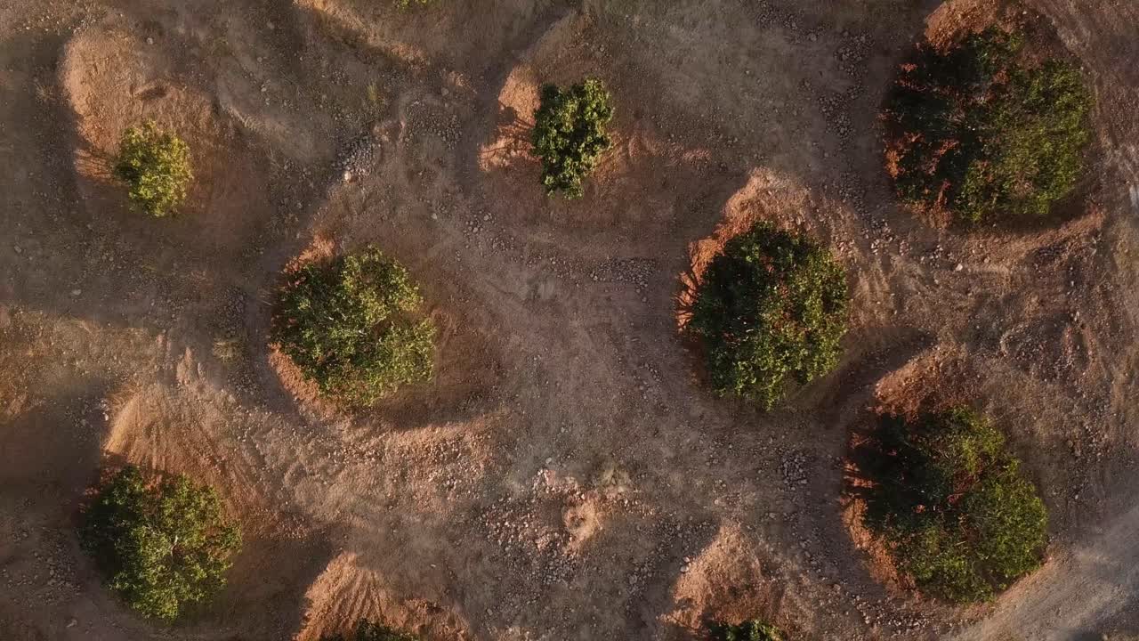 Traditional agriculture to save collect rain water in desert climate circle surrounding tree green leave fig fruit dry fruit fig jam local product in Iran handmade delicious food garden fresh organic