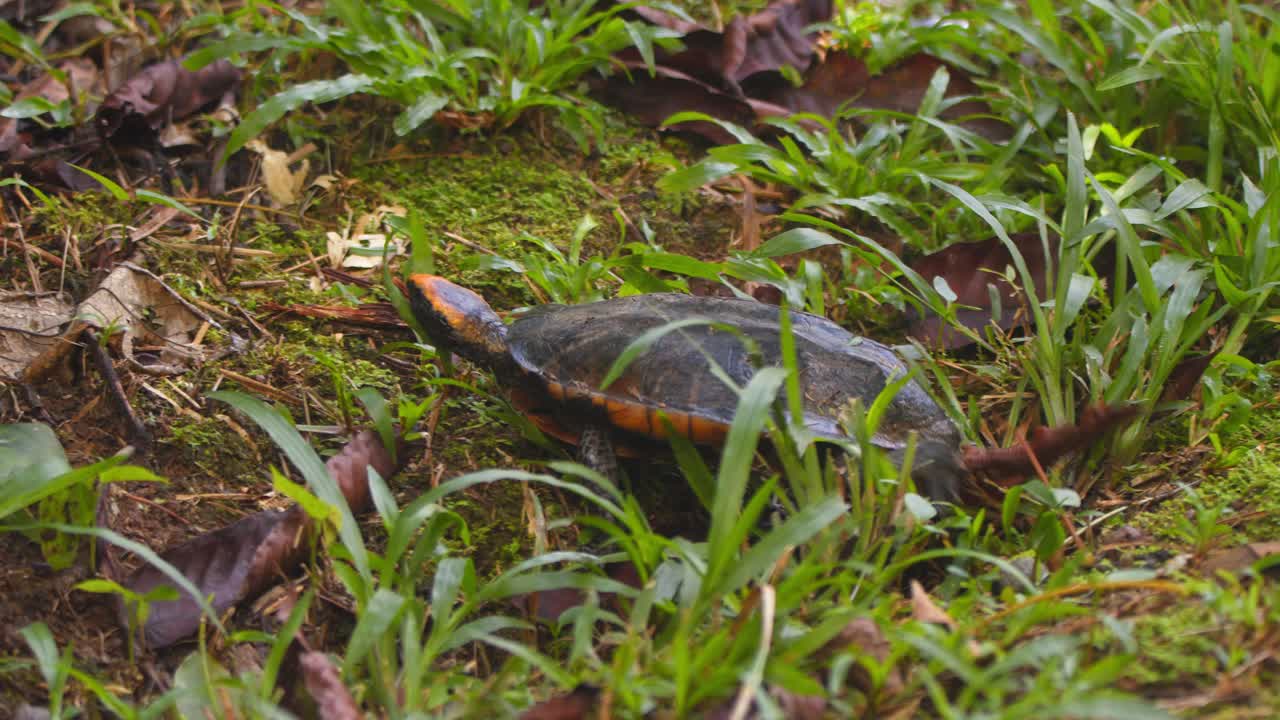 Amazon forest awakens as a twist-necked turtle moves peacefully along Peru’s leaf-littered ground