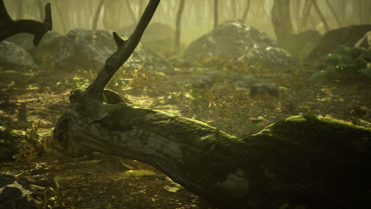 Exploration of a serene forest floor adorned with fallen logs and moss