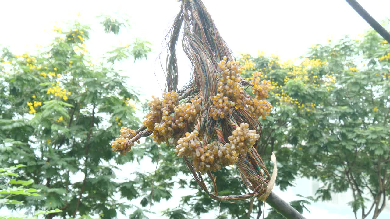 Electrical wiring, wax isolation, primitive maintenance, makeshift repair