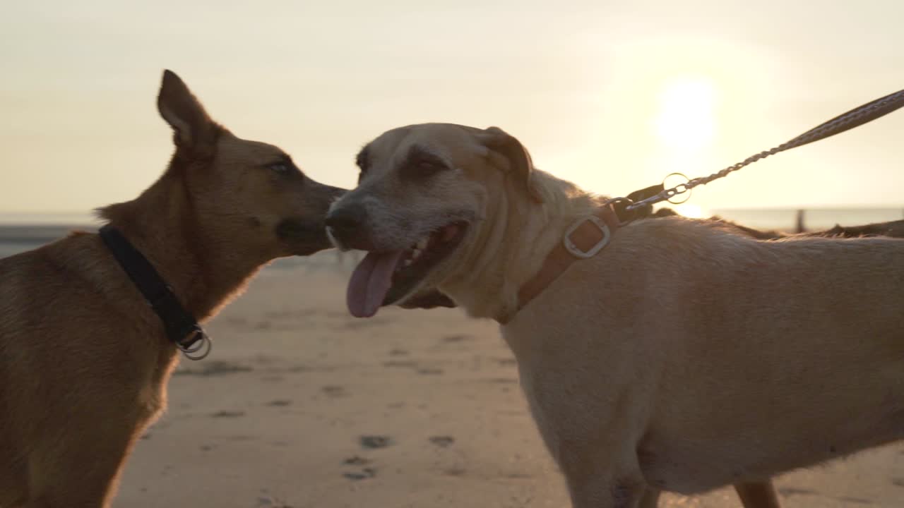 Three dogs in the beach during the sunset in slow motion