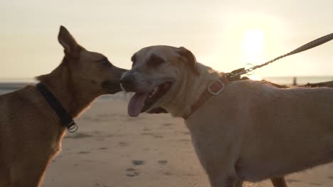 three dogs in the beach during the sunset in slow motion