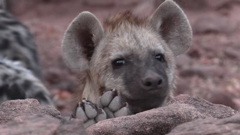 closeup of a cute spotted hyena cub peeping over rocks, mashatu botswana