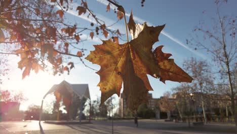 Close-up-Shot-of-a-Leaf-being-Illuminated-by-the-Sun-with-Buildings-in-the-Background