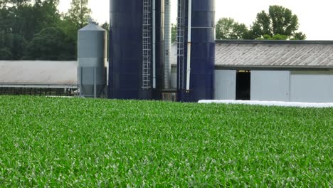 campos de maíz verdes en los ee.uu.