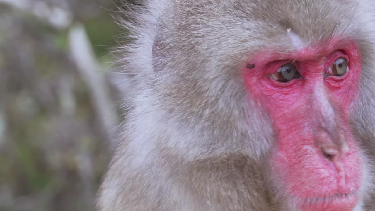 mono de nieve macaco japonés