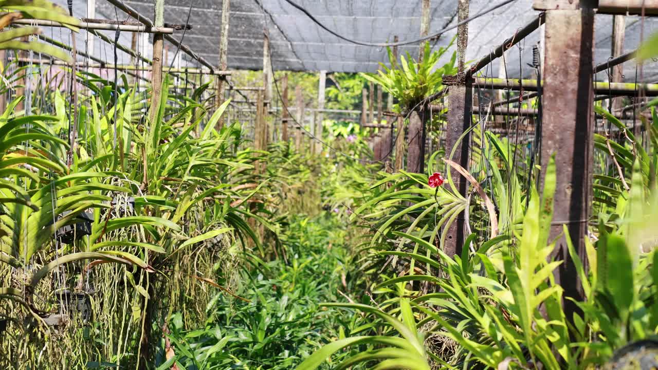 A tranquil exploration of a lush flower farm in Bangkok, featuring vibrant greenery under protective netting with natural lighting