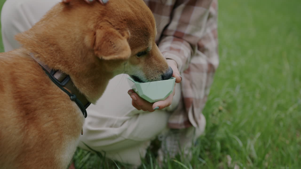 Woman Feeding Shiba Inu Dog in Park