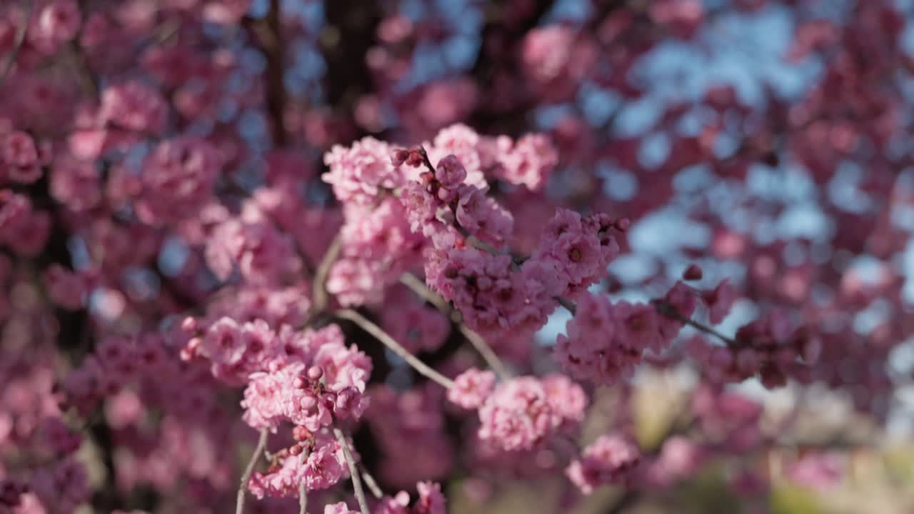 Close-up of plum blossom flowers lit gently by the sun, captured in slow motion