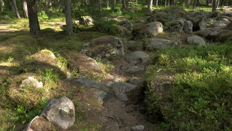 ancienne forêt mixte. semis de pierre. incliner vers le haut