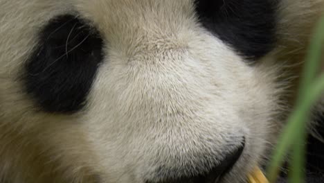 macro de primer plano extremo de un panda gigante masticando bambú en cámara lenta