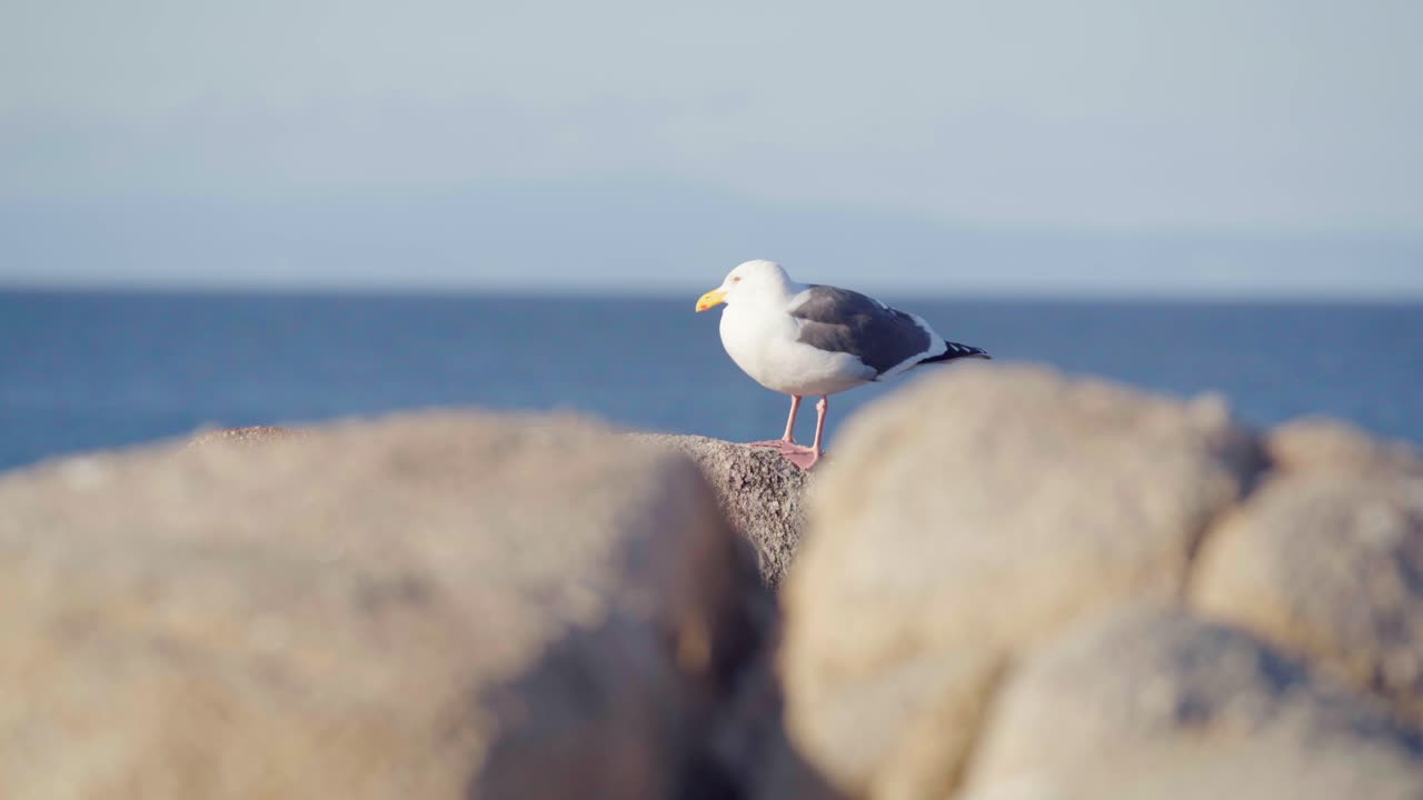 海岸の斜面の大きな岩の近くで餌を探すカモメ