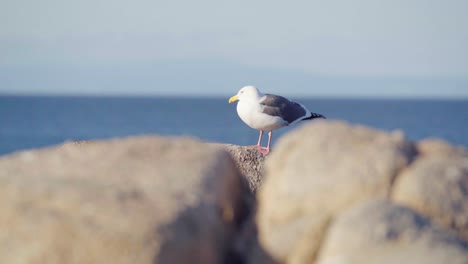 gaviota en busca de comida cerca de grandes rocas en la ladera del mar