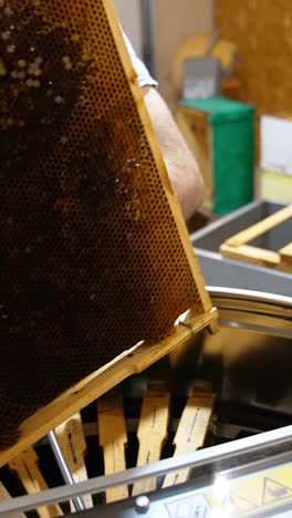 apiarist puts the full honey frame into a metal barrel. process of harvesting honey at modern apiary farm. vertical video