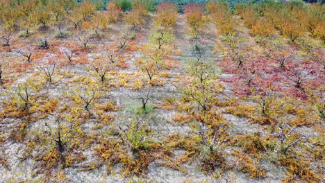 flying over aerial overview of roses and trees cultivation on a large field between road and railway