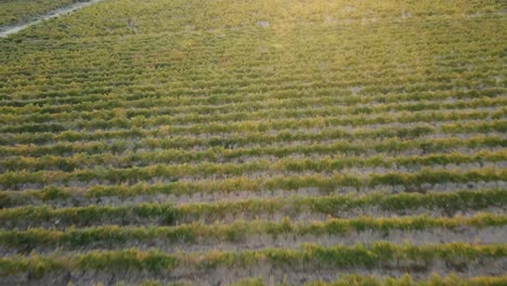 Filmischer-Überflug-Von-Weinrebenreihen-Bei-Sonnenuntergang-Auf-Einem-Weinberg-In-Der-Provence,-Frankreich