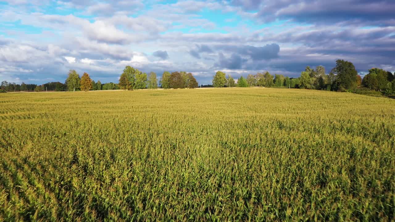 Growing biomass for a farm on a corn field, aerial forward on golden hour