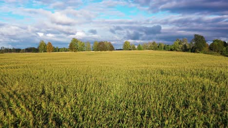 growing biomass for a farm on a corn field, aerial forward on golden hour