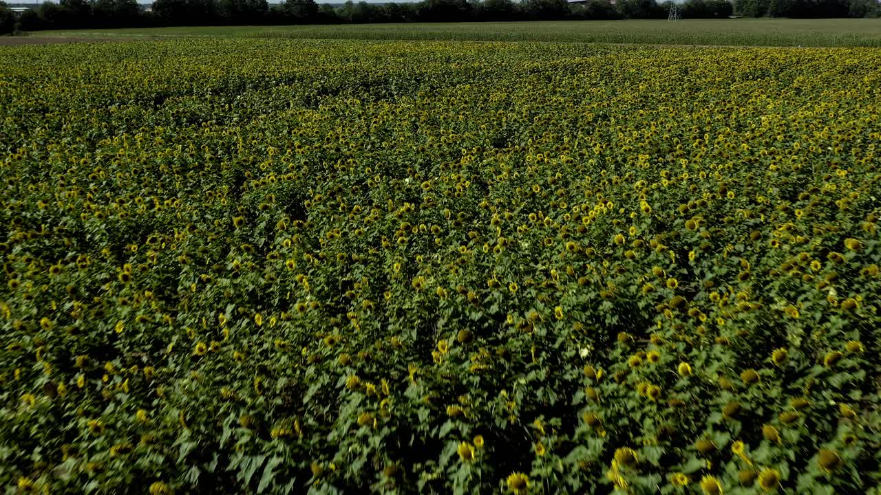 Campo di girasoli ripreso da un drone, in volo in avanti sopra l'enorme distesa estiva