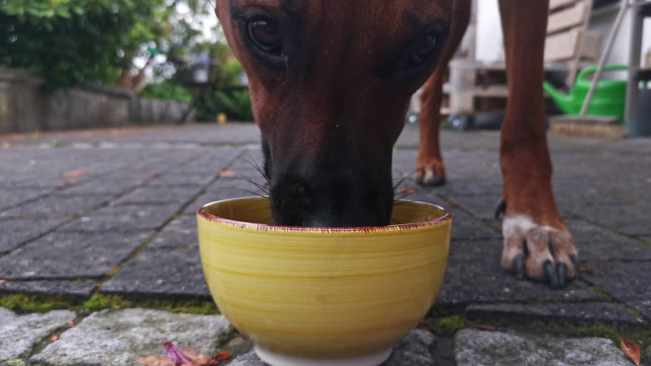 Premium stock video - Female rhodesian ridgeback approaching a yellow ...