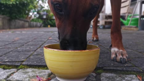 Female-Rhodesian-ridgeback-approaching-a-yellow-food-bowl-on-cobblestones-in-a-green-backyard