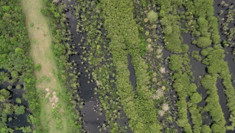 discovering manialtepec's mangrove ecosystem from the sky near puerto escondido, oaxaca, mexico