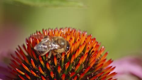 Macro view of a honey bee collecting nectar from a red flower in slow motion
