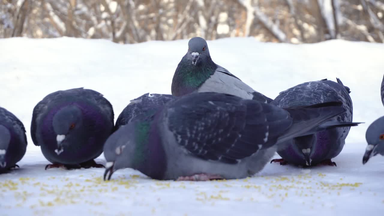 눈 속에서 먹이를 먹는 비둘기