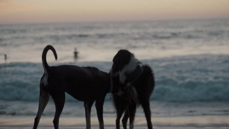 two dogs playing at the beach during sunset in slow-motion