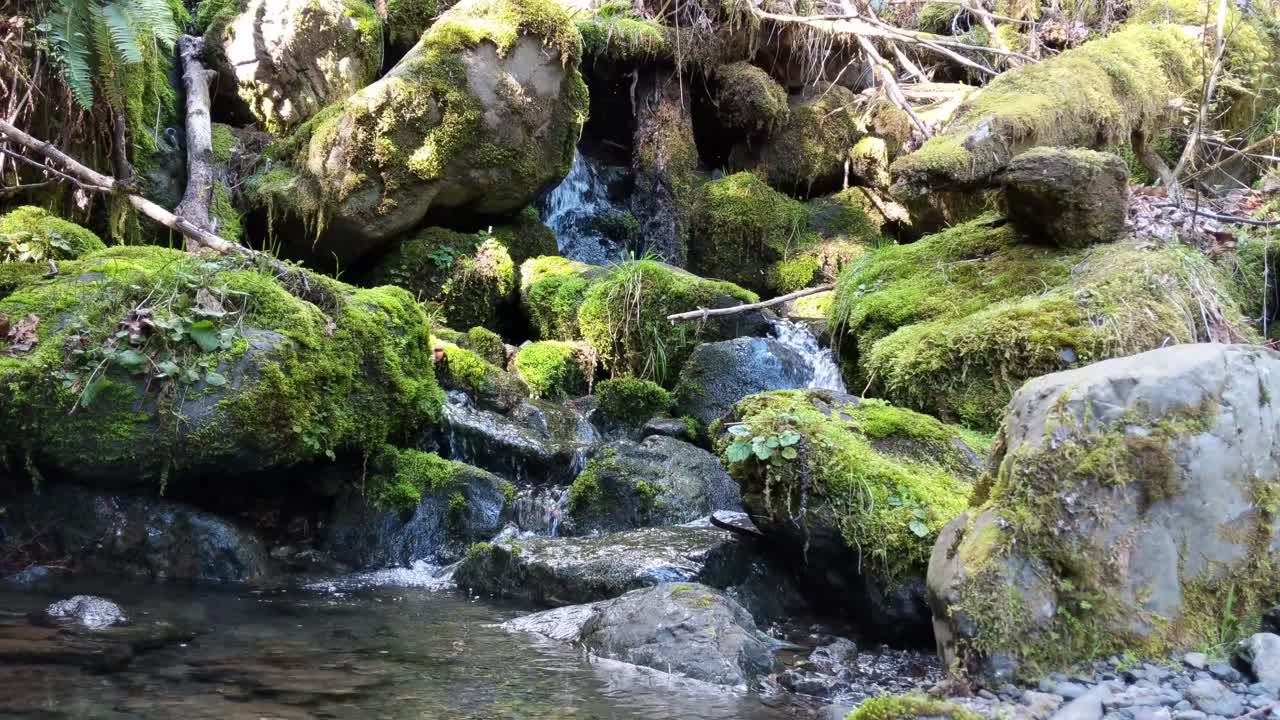 agua que fluye sobre rocas cubiertas de musgo en el bosque del bosque nacional olímpico