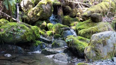 Wasser-Fließt-über-Bemooste-Felsen-Im-Wald-Des-Olympic-National-Forest