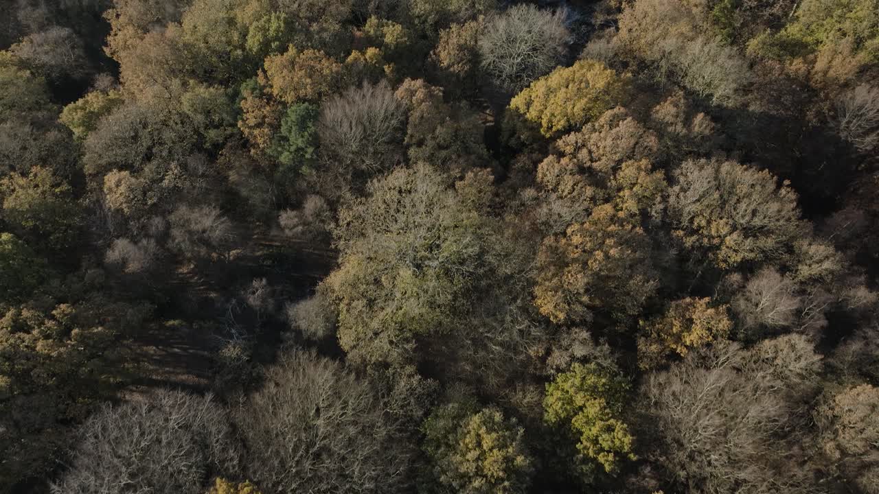 Autumn Winter Woodland Canopy Birds Eye View Aerial Warwickshire UK