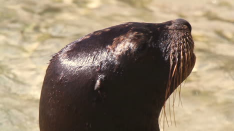 Sea-Lion-09-2