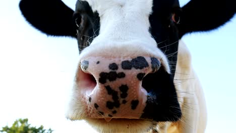 cow is poking his nose into the camera.