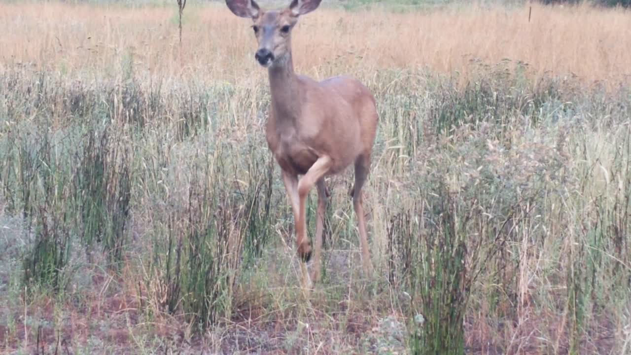 una madre ciervo y sus dos cervatillos jugando y siendo curiosos en un campo de hierba