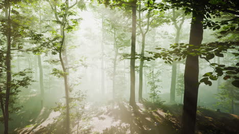 misty forest sunlight