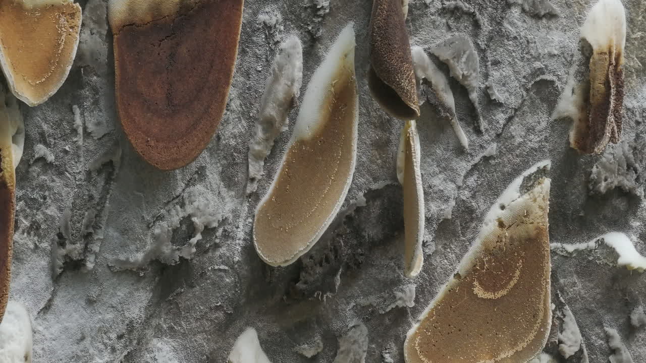 impresionante vista aérea de colmenas de miel en el bosque salvaje del parque nacional de langtang, nepal, donde las abejas trabajan incansablemente