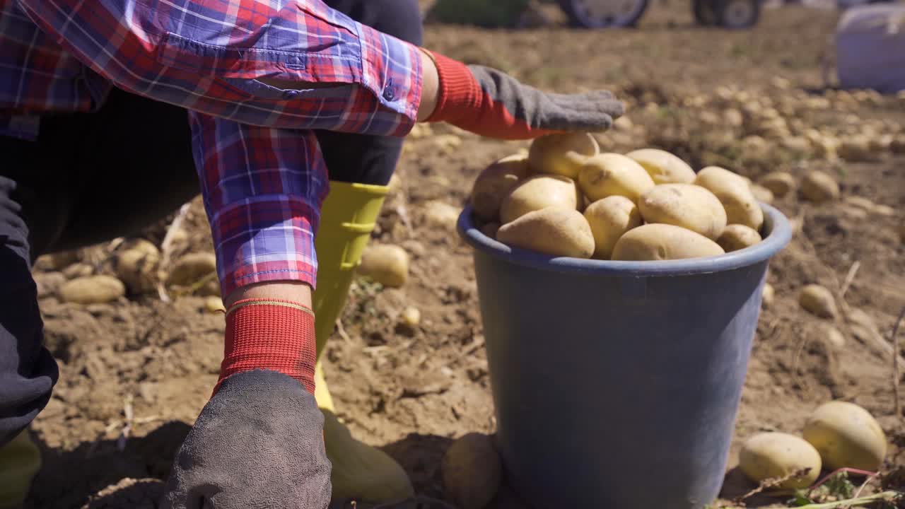 la cosecha de patatas. las manos de una persona recogiendo patatas en un campo de patatas.