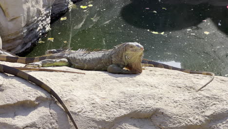 iguana sunbathing on a rock in the sun near a lake