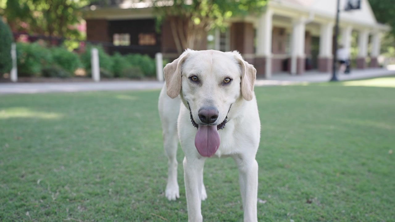 Labrador bianco in piedi in un parco in una giornata di sole. Il cane sta ansimando con la lingua di fuori.