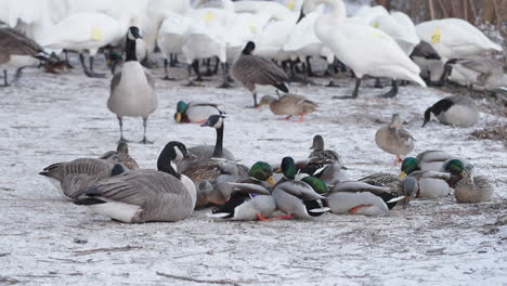 swans and ducks feeding on a snowy ground, creating a serene winter wildlife scene